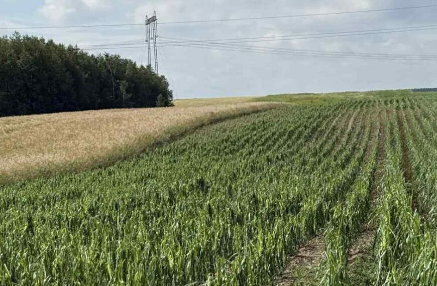 Rolnicy mogą składać wnioski o oszacowanie strat powstałych w wyniki nawałnicy