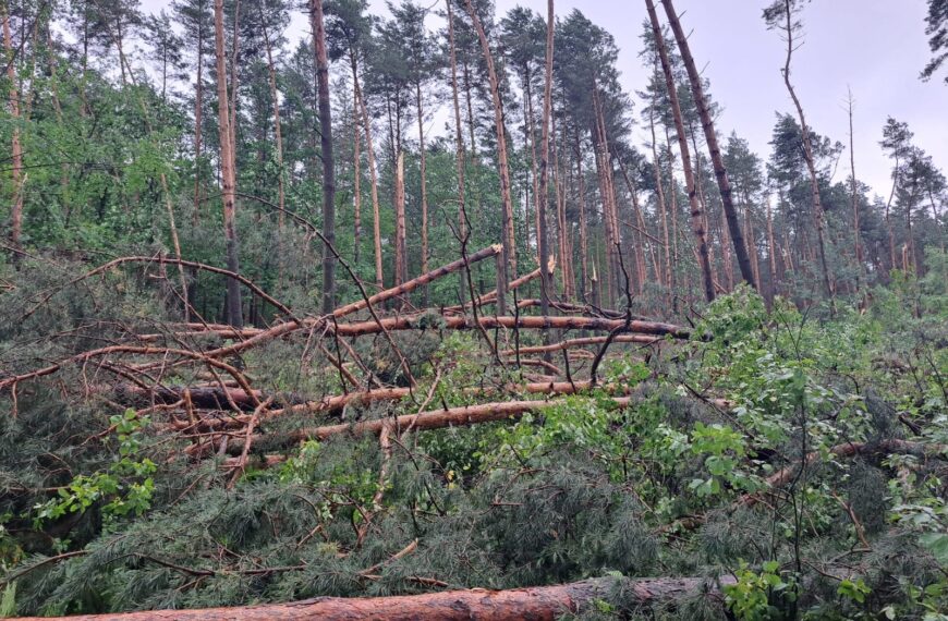 Zagrożenia w lasach po nawałnicy