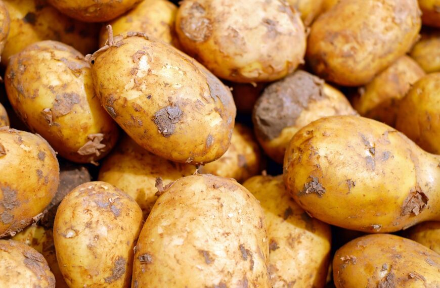Ziemniaczany skandal. 150 ton kartofli zniknęło z pola w Dąbrowicy